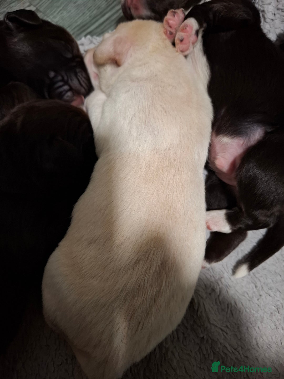 Labradoodle dogs for sale: Beautful labradoodle puppies available for sale  - Advert 5