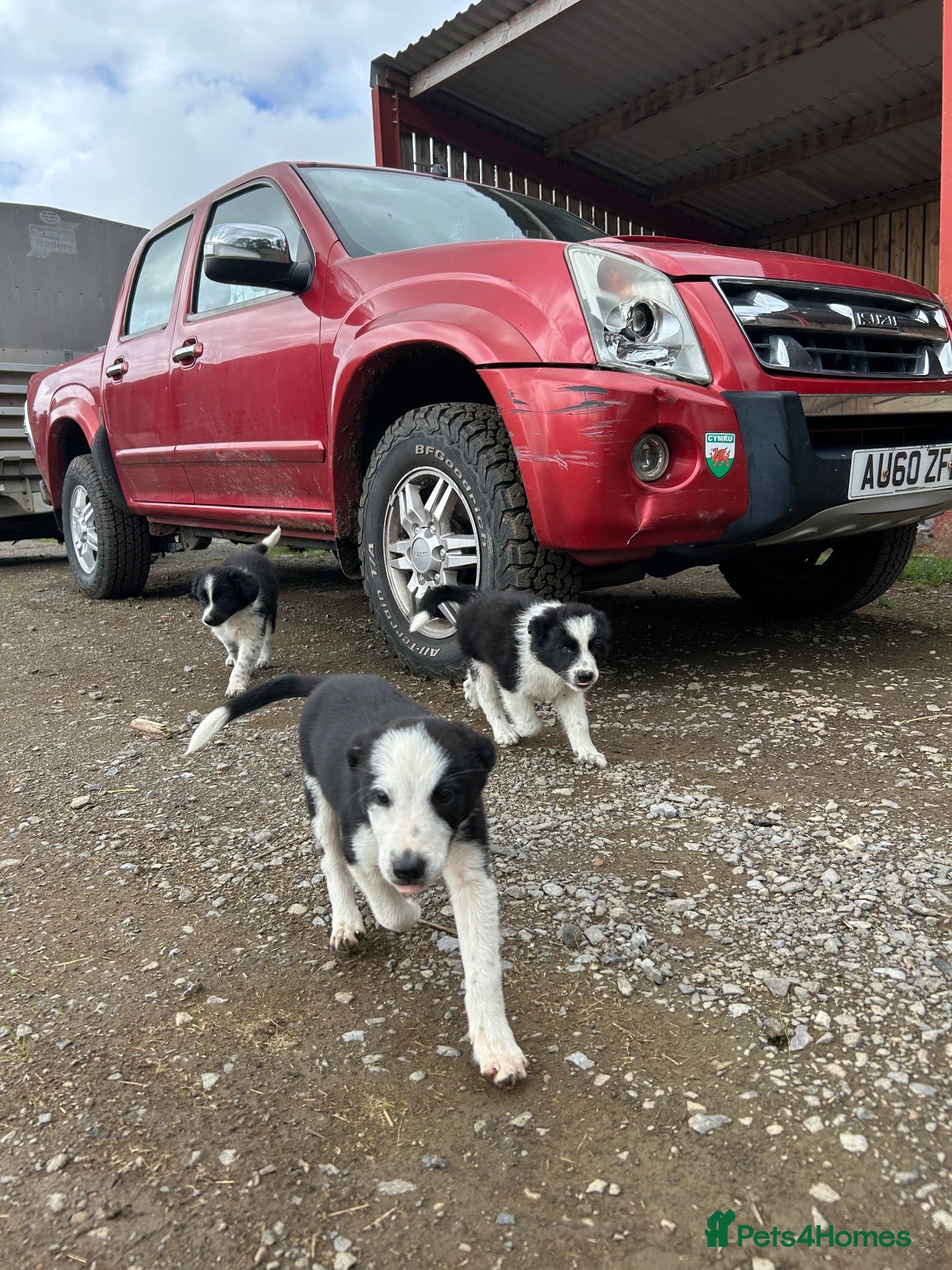 Border Collie dogs cute border collie pups - Advert 3