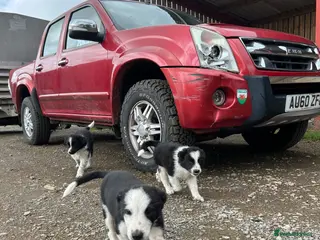 Border Collie dogs cute border collie pups - Advert 3