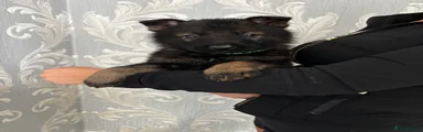 Dark green collar