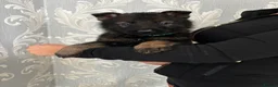 German Shepherd dogs for sale: KC Czech working line German shepherd puppies  - Advert 34