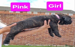 Cane Corso dogs for sale: Pedigree Cane Corso Puppies  - Image 22
