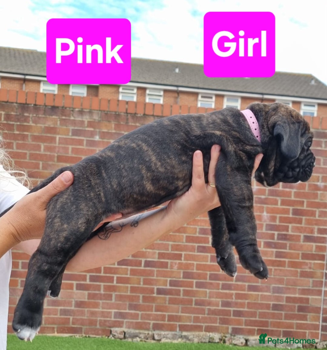 Cane Corso dogs for sale: Pedigree Cane Corso Puppies  - Image 22
