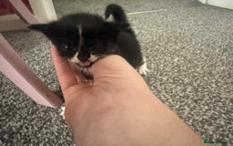 Bengal cats for sale: Bengal mixed kittens  - Image 2