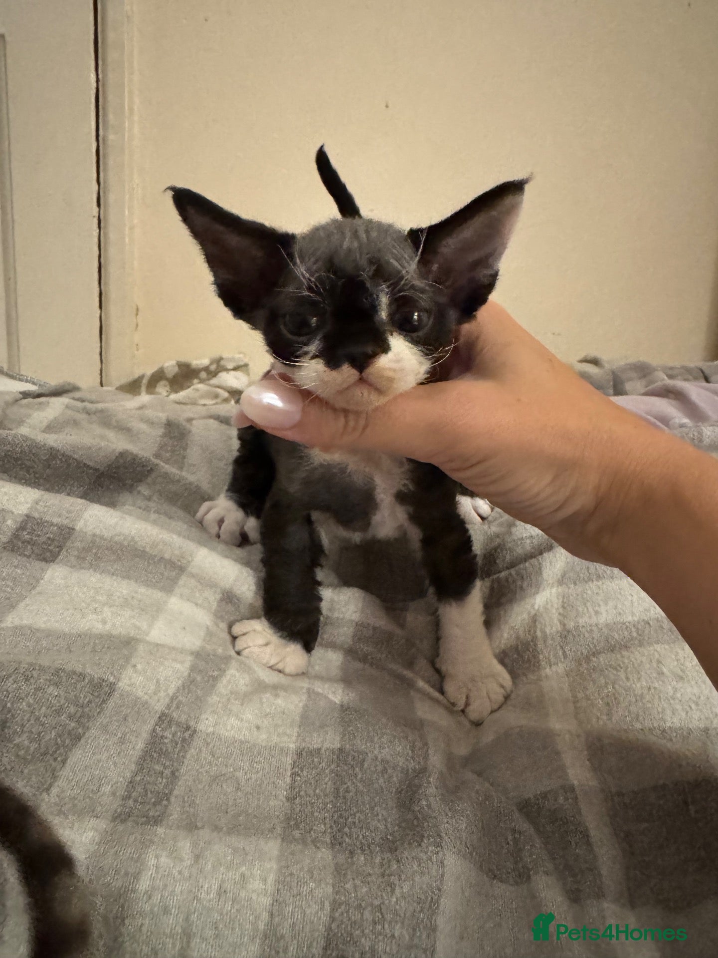 Devon Rex cats 2026 Devon Rex litters  - Advert 20