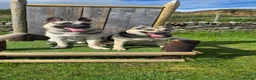 German Shepherd dogs for sale: East European Shepherd  in Porthmadog - Advert 3
