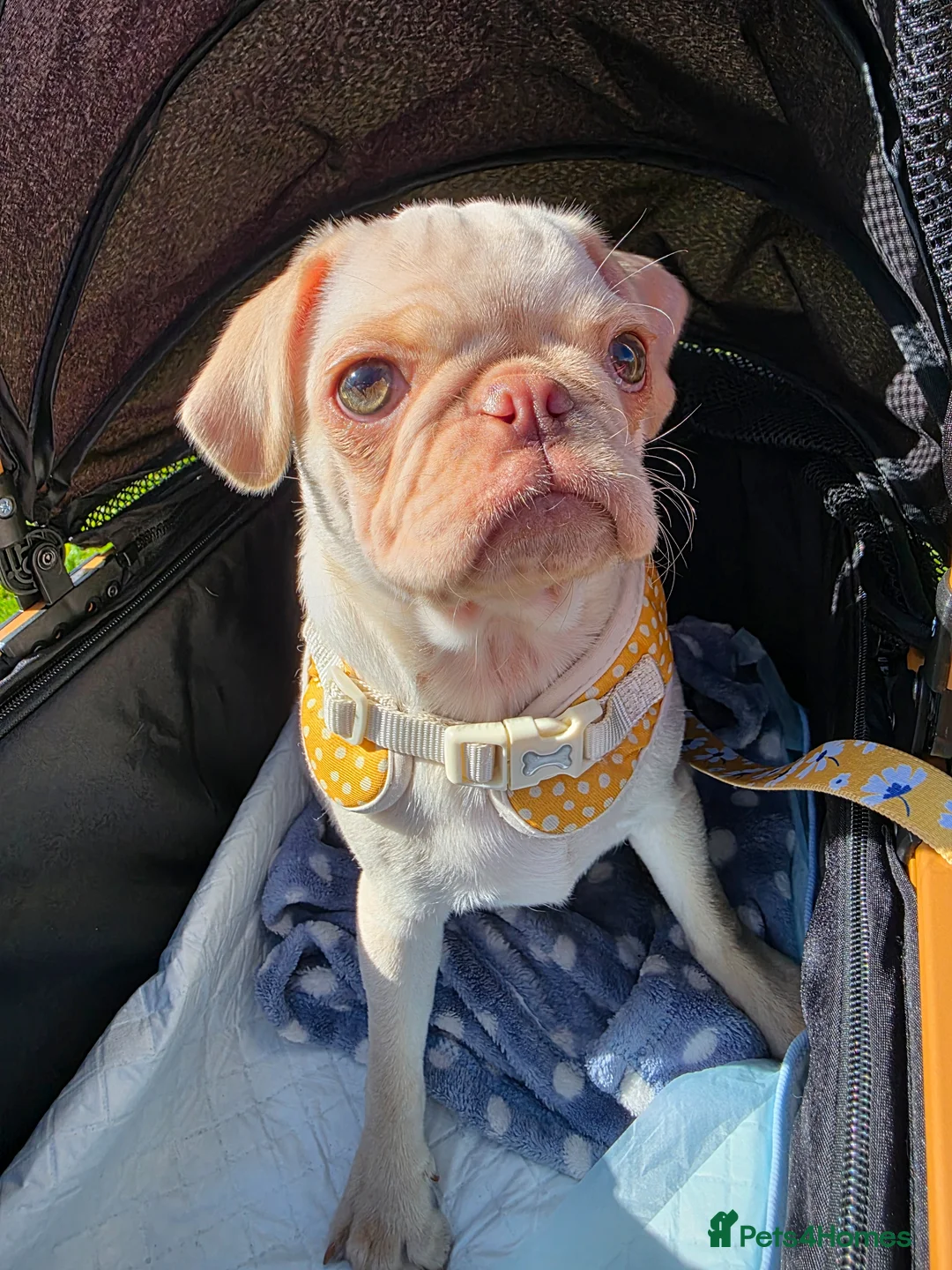 Pug dogs for sale: Stunning pug girl  in Plymouth - Advert 16