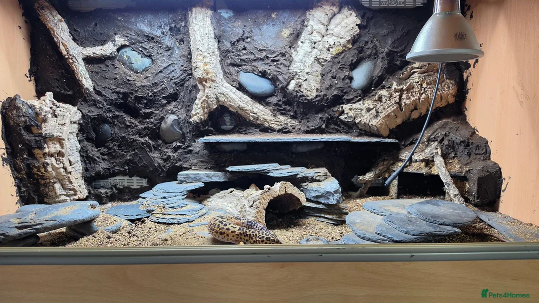 Leopard Gecko reptiles for sale: Adult Female Leopard Gecko with entire 3ft Setup in Bristol - Advert 5