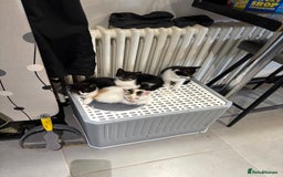 Mixed Breed cats for sale: 2 black and white kittens - Image 1