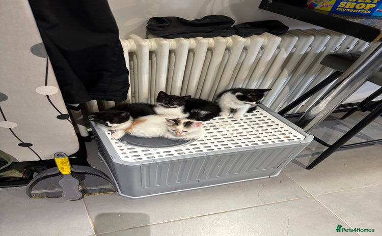 Mixed Breed cats - Advert 1