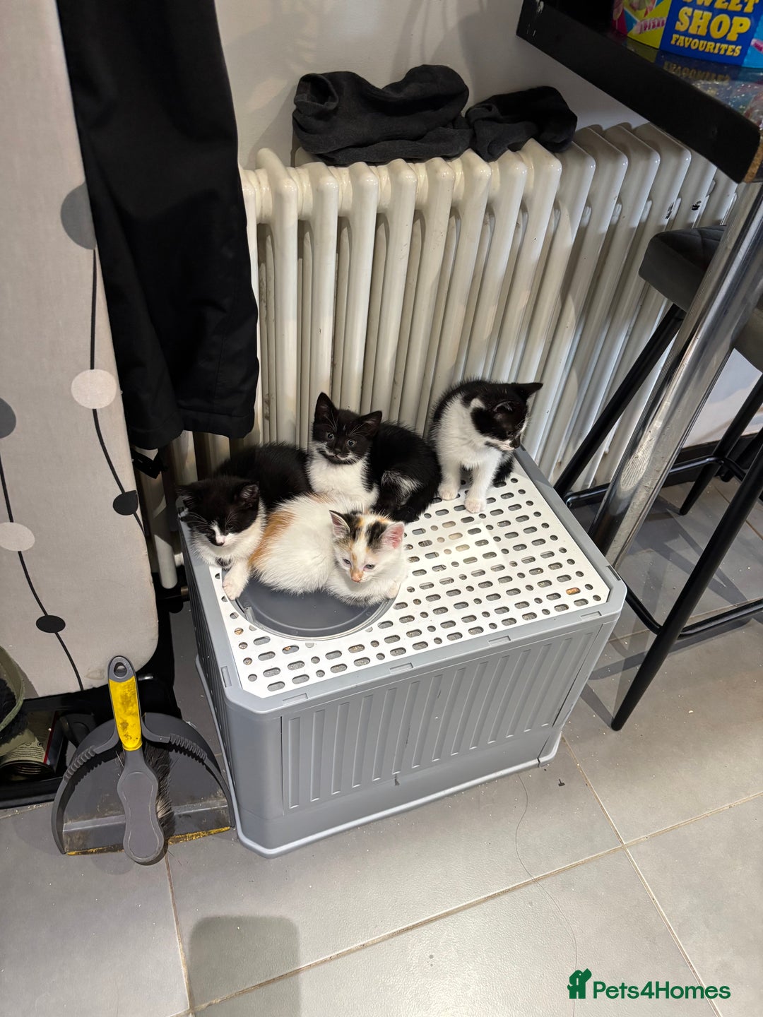 Mixed Breed cats for sale: 2 black and white kittens - Image 1