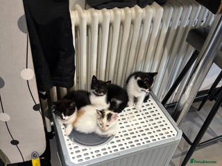 Mixed Breed cats - Advert 18