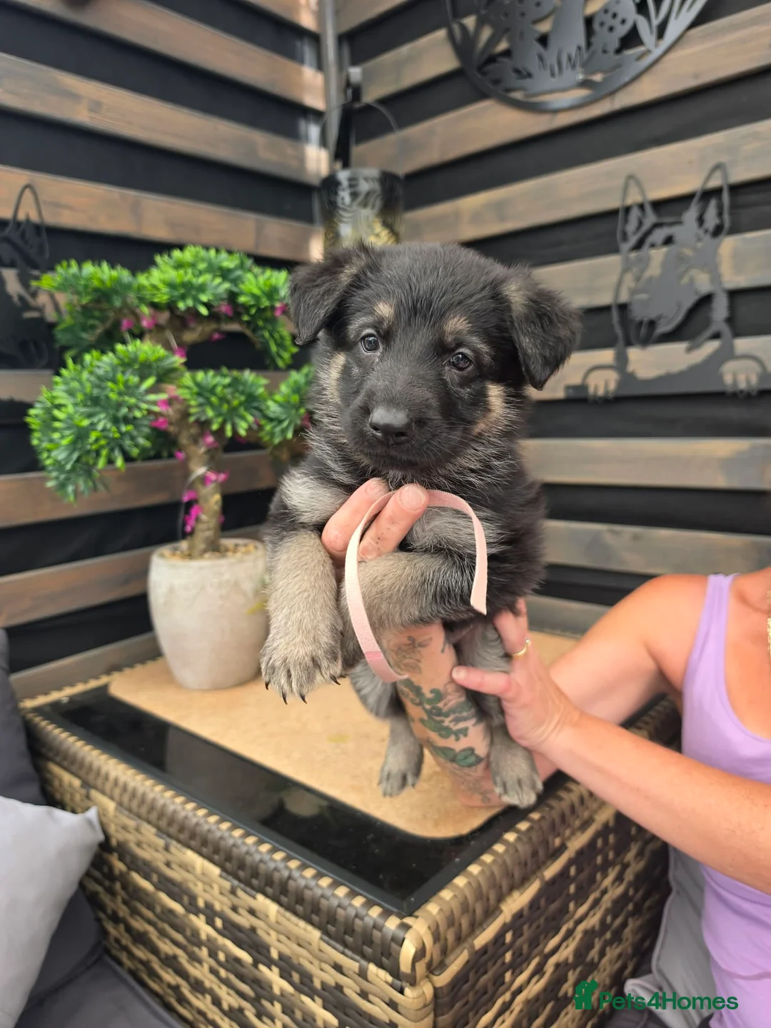 German Shepherd dogs for sale: Big chunky German Shepherd puppies  - Advert 9