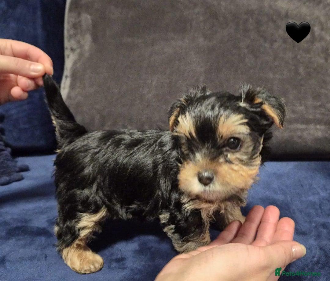Yorkshire Terrier dogs for sale: Yorkshire terrier puppies (3 girls) - Image 35