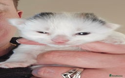 Mixed Breed cats for sale: 3 beautifully marked white/ black / ginger kittens - Image 3