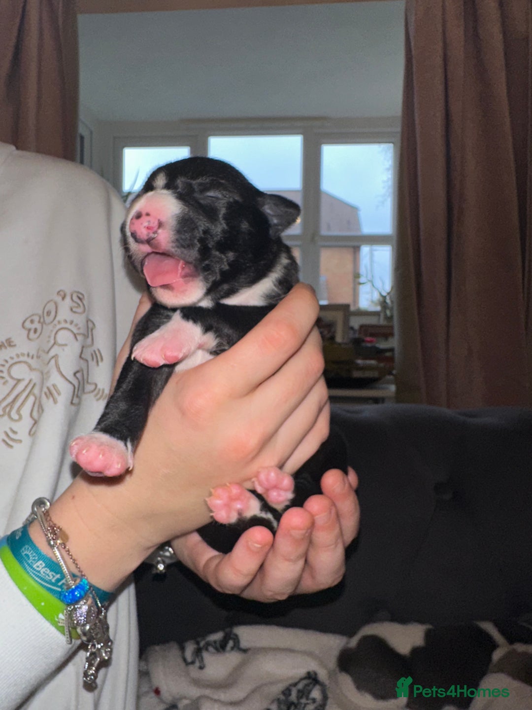 Whippet dogs for sale: KC Registered Whippet Puppies - Advert 8