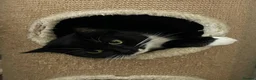 Mixed Breed cats for sale:  we’re looking to rehome our loving cat  - Advert 2