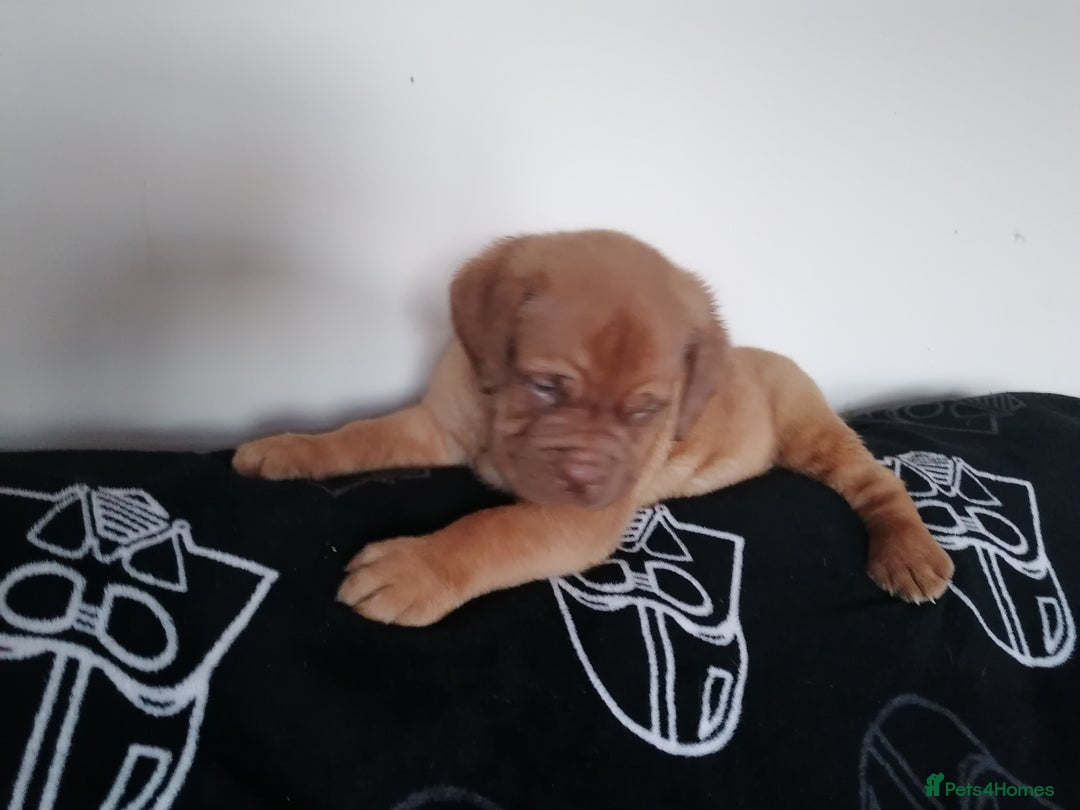Dogue De Bordeaux dogs for sale: Gorgeous DOUGUE Babies - Image 6