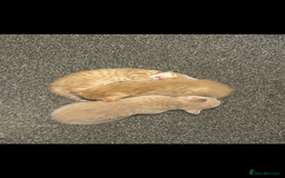 Mixed Breed cats for sale: Beautiful ginger kittens  - Image 10