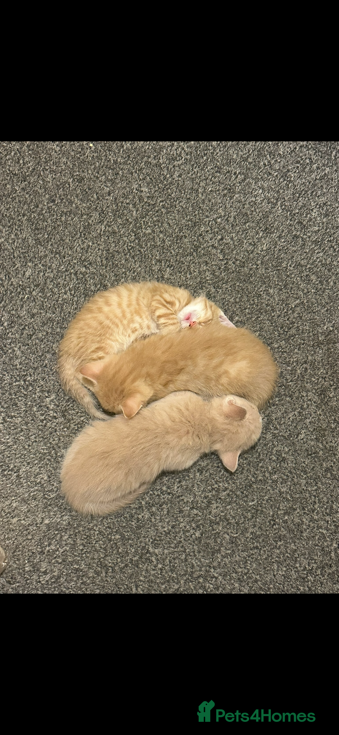 Mixed Breed cats for sale: Beautiful ginger kittens  - Image 10