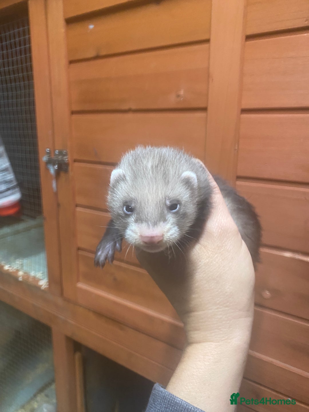 Ferret rodents for sale: Ferrets polecats 2 hobs 1 jill - Advert 5