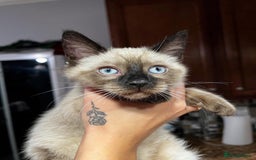 Siamese cats for sale: 🐱 BEAUTIFUL SIAMESE KITTENS - Advert 11