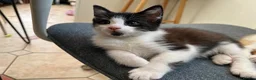 Mixed Breed cats for sale: domestic shorthair tuxedo boy in Cardiff - Advert 3