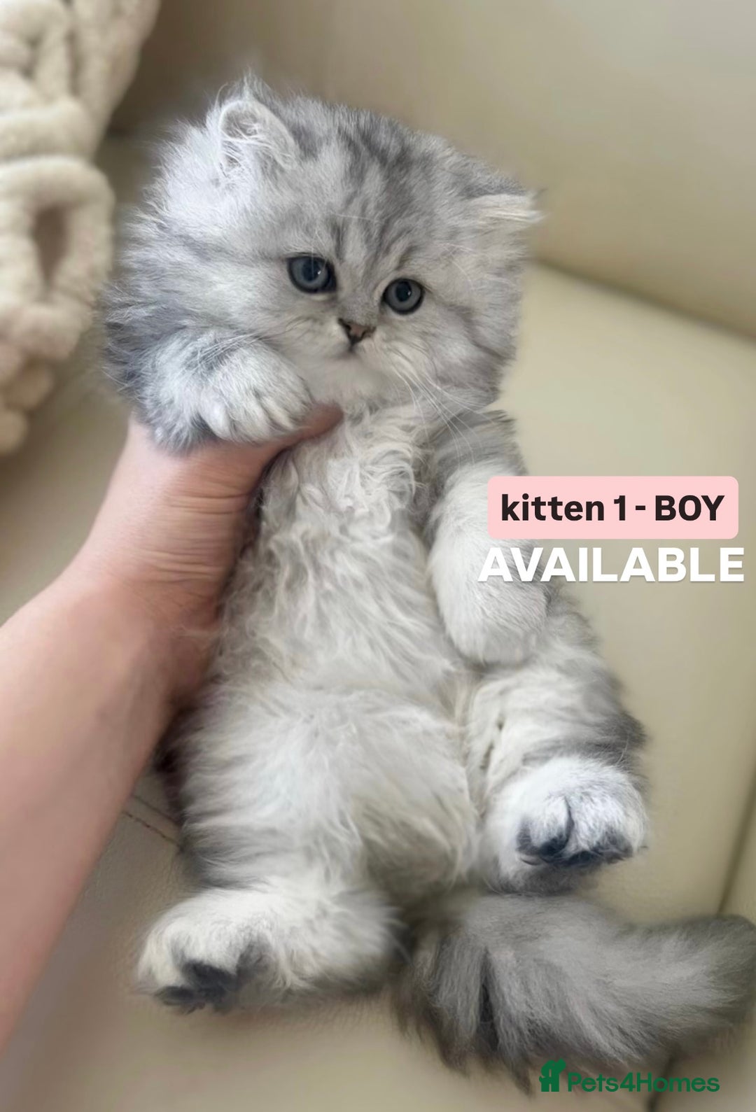 Persian cats for sale: 🎀4 BOYS LEFT!!🎀Persian Chinchilla Kittens 💎💎 - Image 2