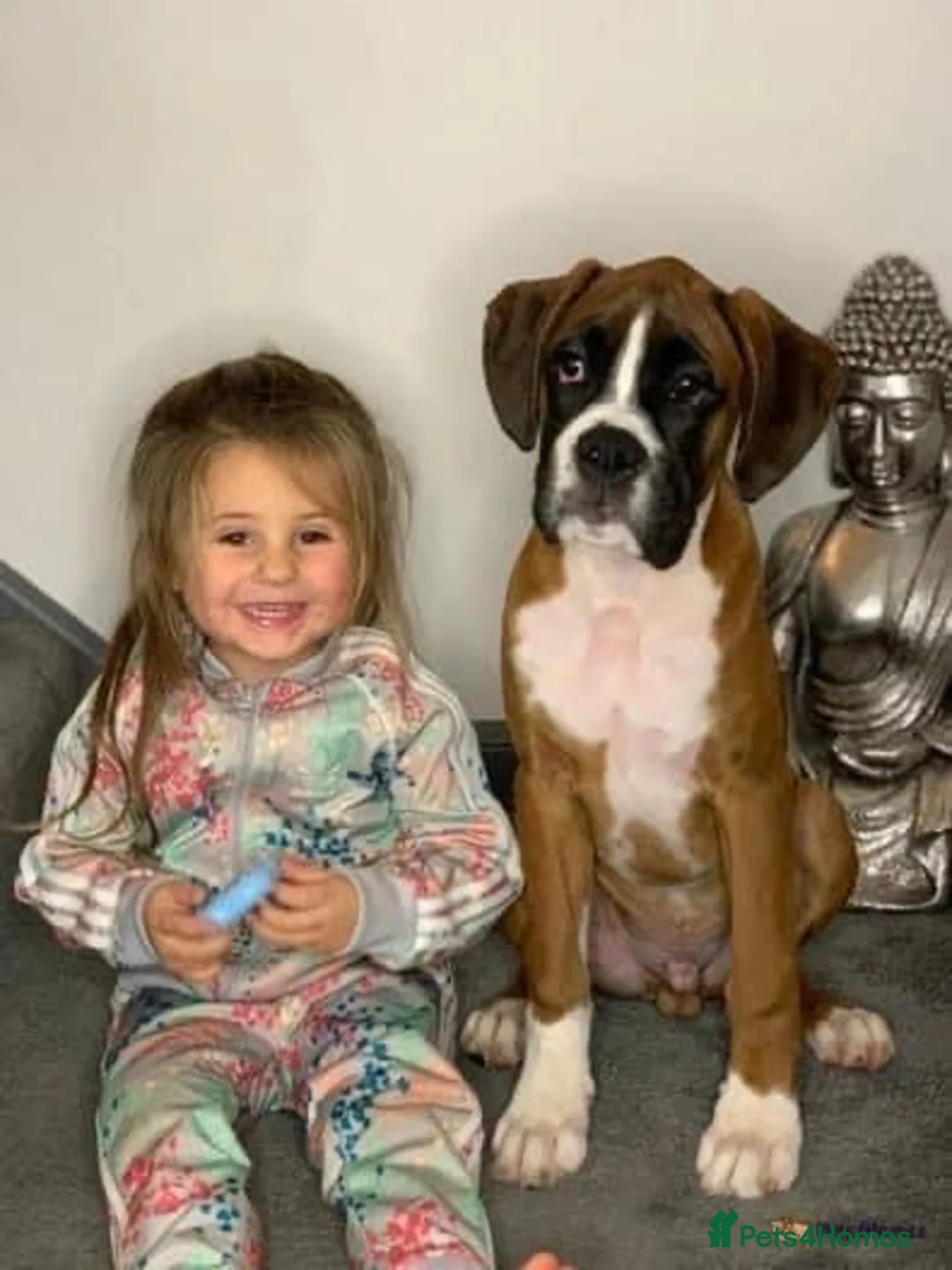 Boxer dogs for stud: PROVEN KC REGISTERED BOXER STUD - Red Flashy Male in London - Advert 10