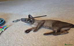 Burmese cats for sale: Gorgeous Pedigree Female Burmese Kittens - Image 18