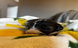 Cavapoochon dogs for sale: 🐶Exceptional cavapoochon pup's🐶 - Advert 7