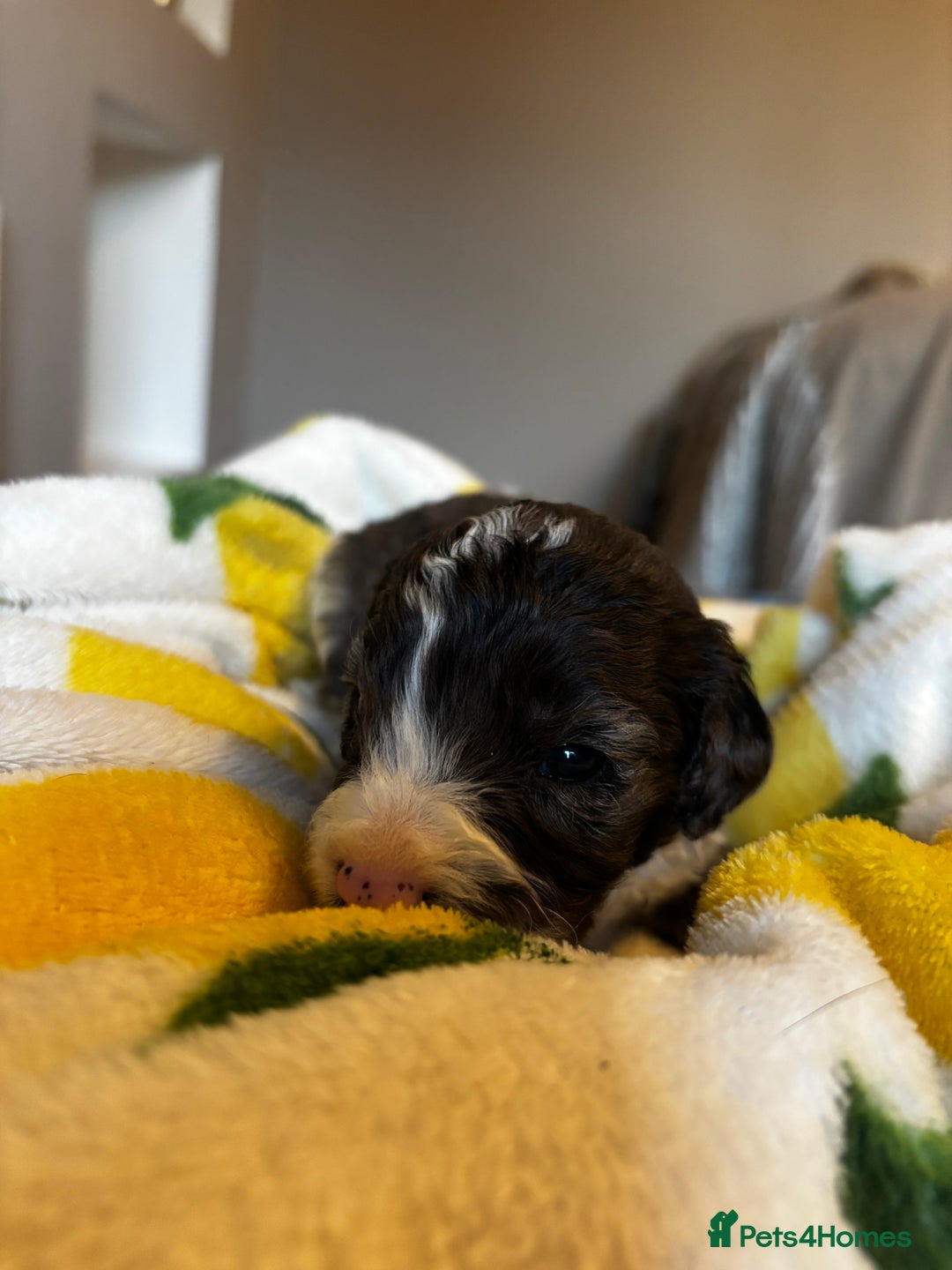 Cavapoochon dogs for sale: 🐶Exceptional cavapoochon pup's🐶 - Advert 7