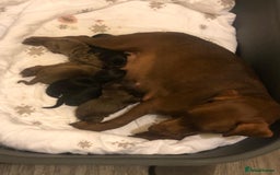 Mixed Breed dogs for sale: Patterdale/dashound  - Image 9