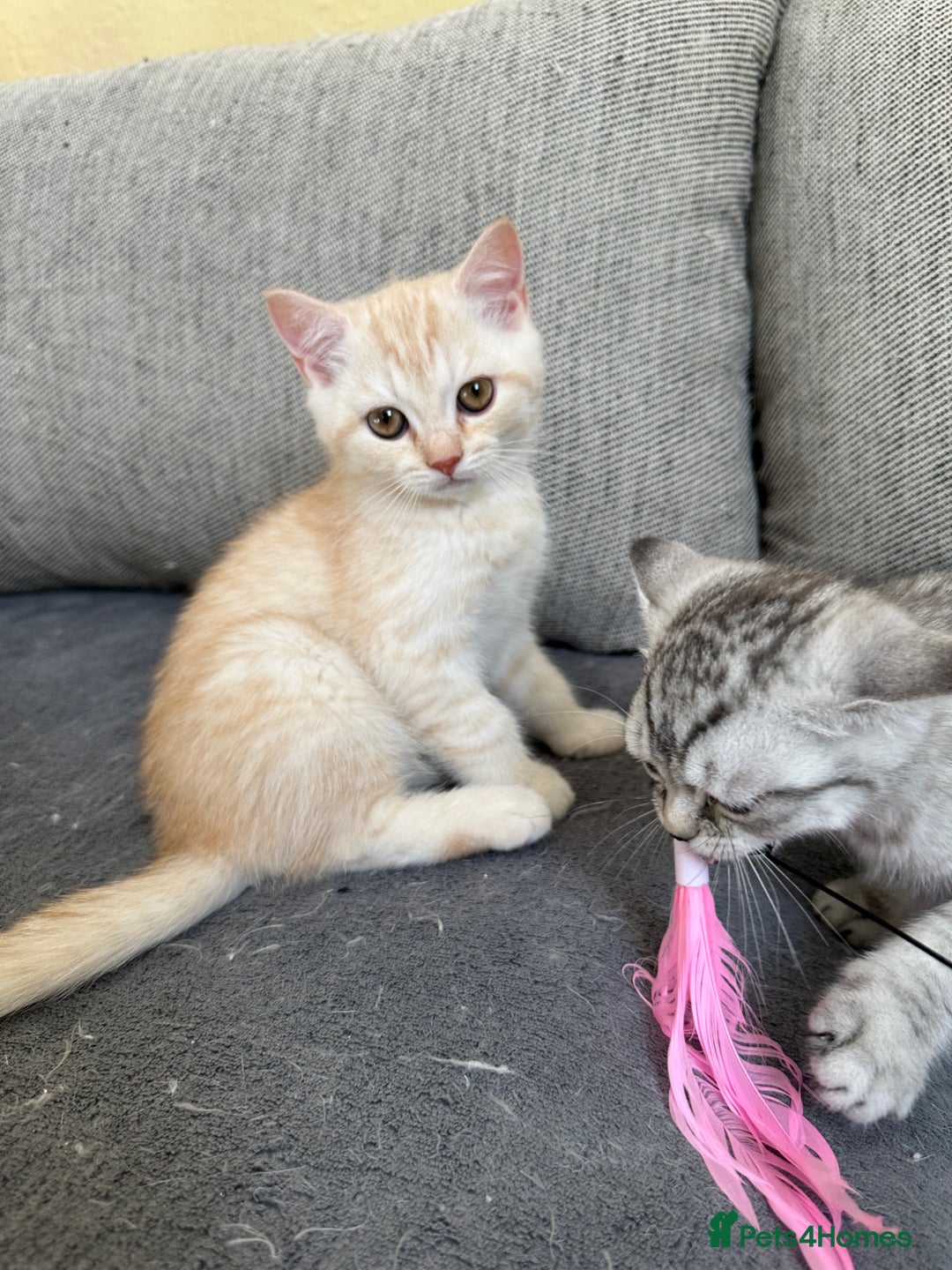 British Shorthair cats for sale: Stunning British Shorthair  - Image 25