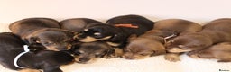 Miniature Dachshund dogs for sale: 5*Licensed+KC+PRAclear+VETchecked+Chocolate&Cream - Advert 30