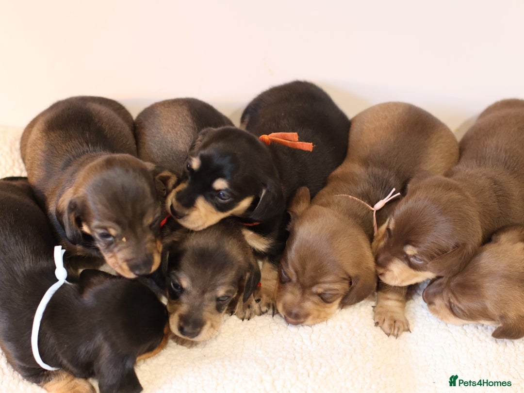 Miniature Dachshund dogs for sale: 5*Licensed+KC+PRAclear+VETchecked+Chocolate&Cream - Advert 30