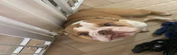 English Bulldog dogs for sale: Miss Tess Davies  in Cardiff - Advert 1