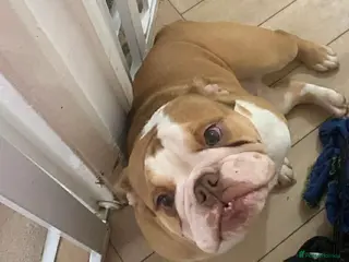English Bulldog dogs Miss Tess Davies - Advert 8