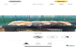 French Lop rabbits for sale: French lops - Advert 3