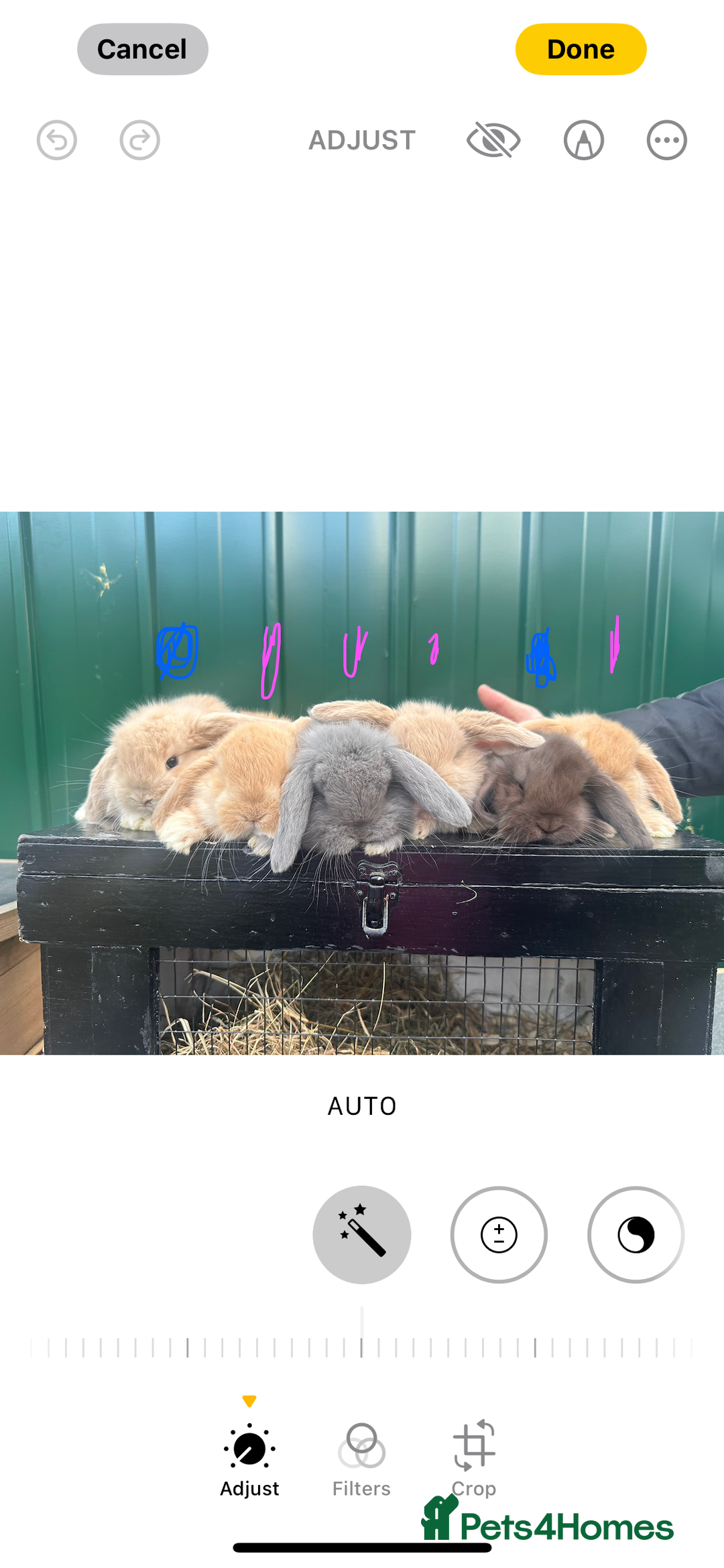 French Lop rabbits for sale: French lops - Advert 3