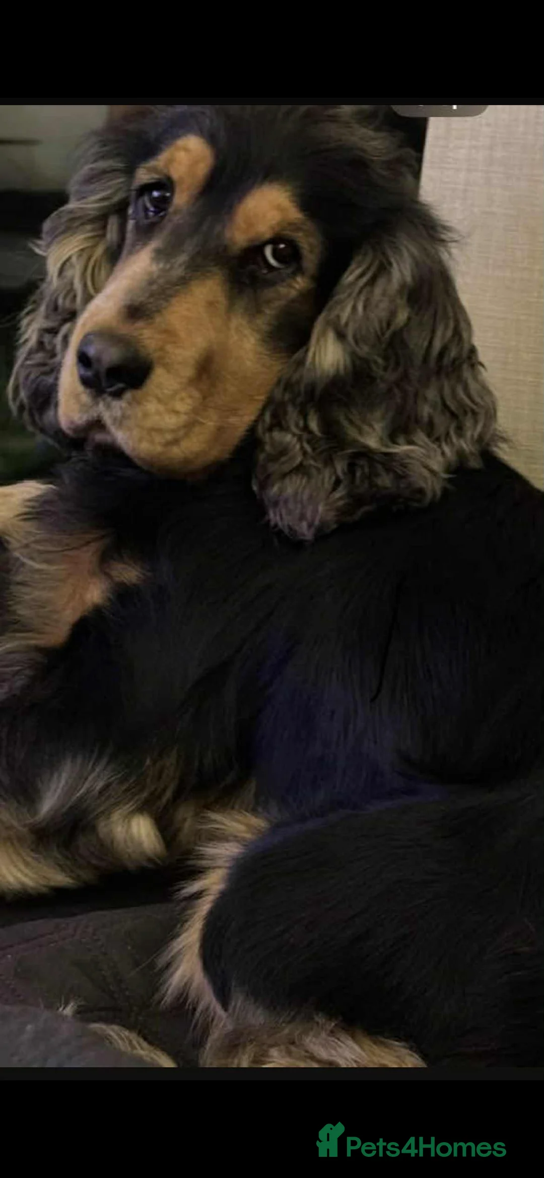 Cockapoo dogs for sale: Cockapoo  in Witham - Advert 2