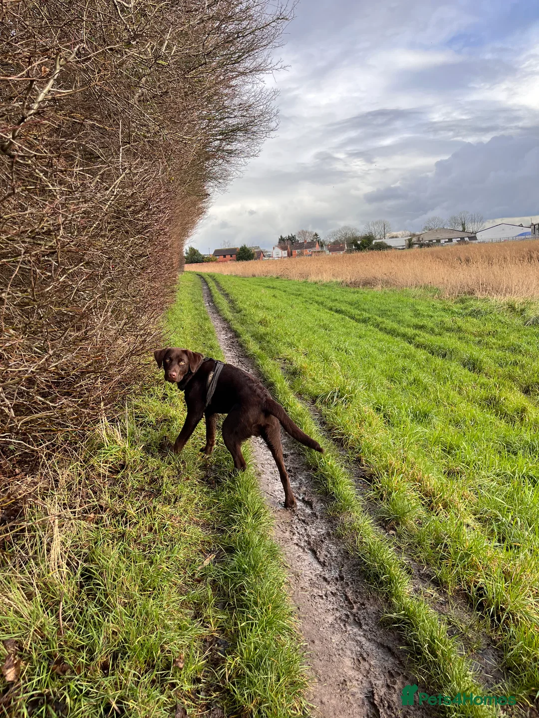 Labrador Retriever dogs for sale: 8 month male Labrador  - Advert 3