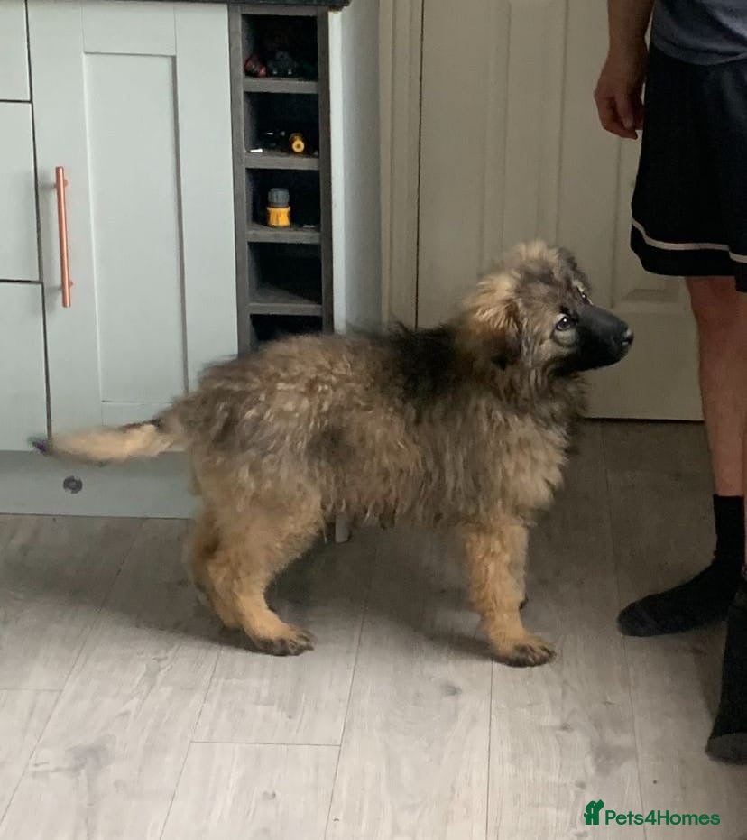 Mixed Breed dogs German shepherd x Caucasian shepherd puppies - Advert 4