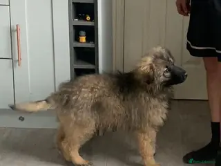 Mixed Breed dogs German shepherd x Caucasian shepherd puppies - Advert 4