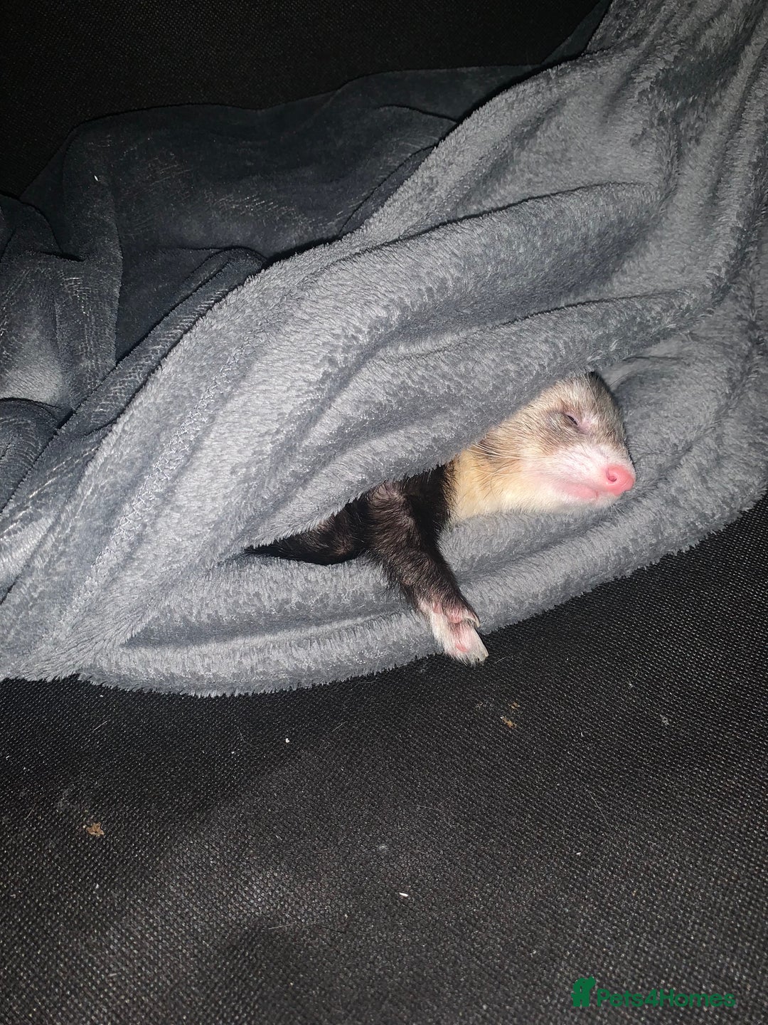 Ferret rodents for sale: Friendly cute ferret looking for a good home  - Advert 7