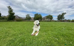 Golden Retriever dogs for stud: Golden Retriever stud dog  - Image 7