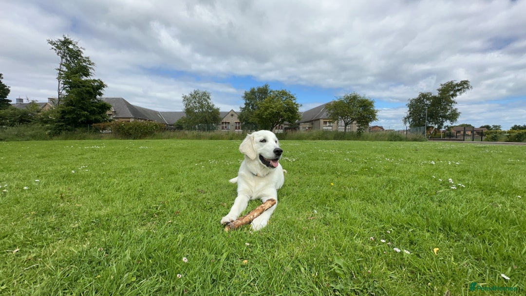 Golden Retriever dogs for stud: Golden Retriever stud dog  - Image 7