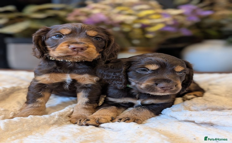 Cocker Spaniel dogs - Advert 1