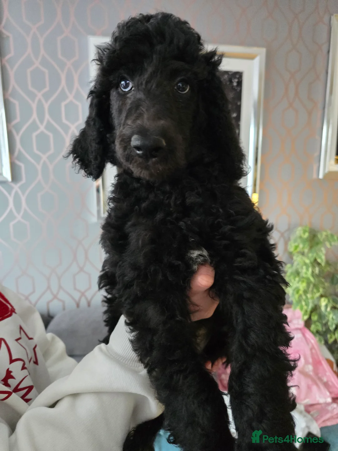 Standard Poodle dogs for sale: Last 2 boys ! KC Standard Poodles! Ready Now! - Advert 4