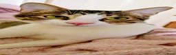 Arabian Mau cats for sale: Arabian Mao for adoption  - Advert 5